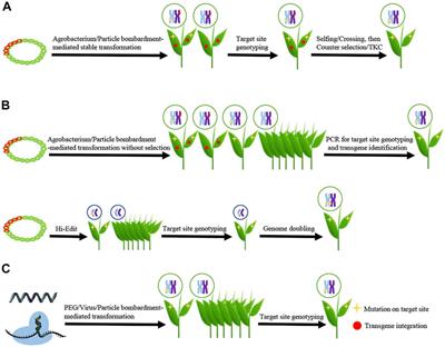 Transgene-free Genome Editing in Plants